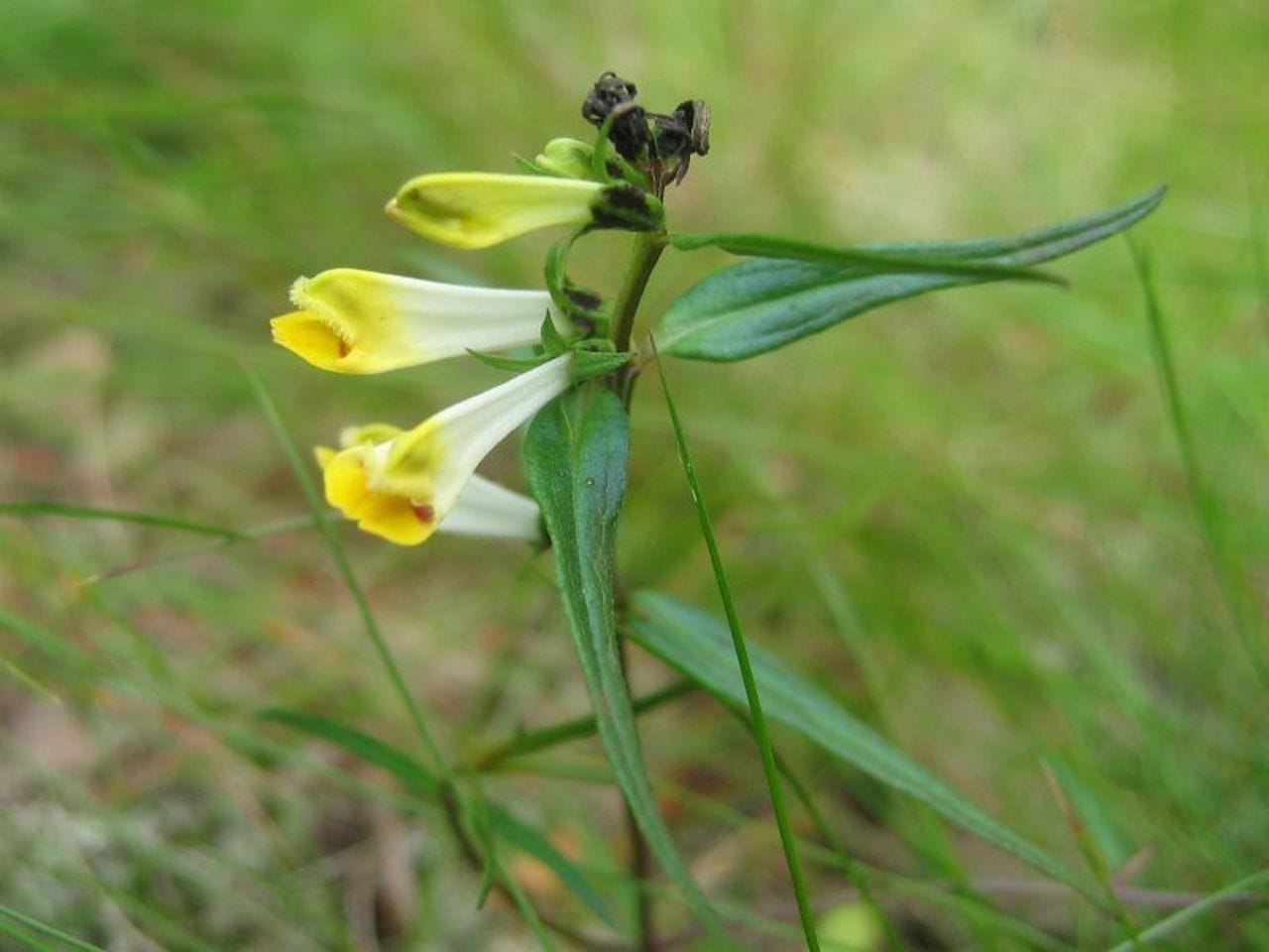 Melampyrum pratense